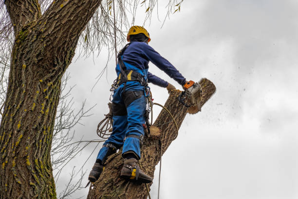 Why Choose Our Tree Removal Services in Sunset, UT?