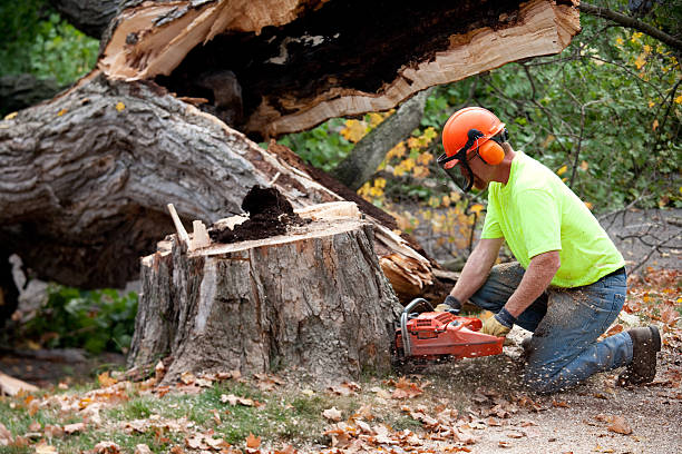 Best Tree Maintenance Programs  in Sunset, UT